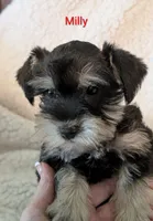 Milly, a female Miniature Schnauzer for sale in West Plains, MO – 1 of 1