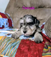 Dahlia , a female Miniature Schnauzer for sale in West Plains, MO – 2 of 3