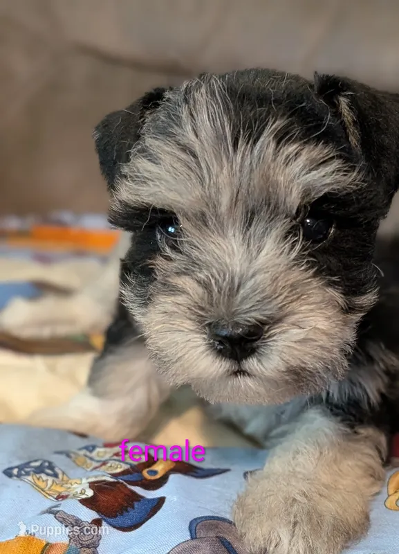 Sybil  – Miniature Schnauzer puppy for sale in West Plains, MO