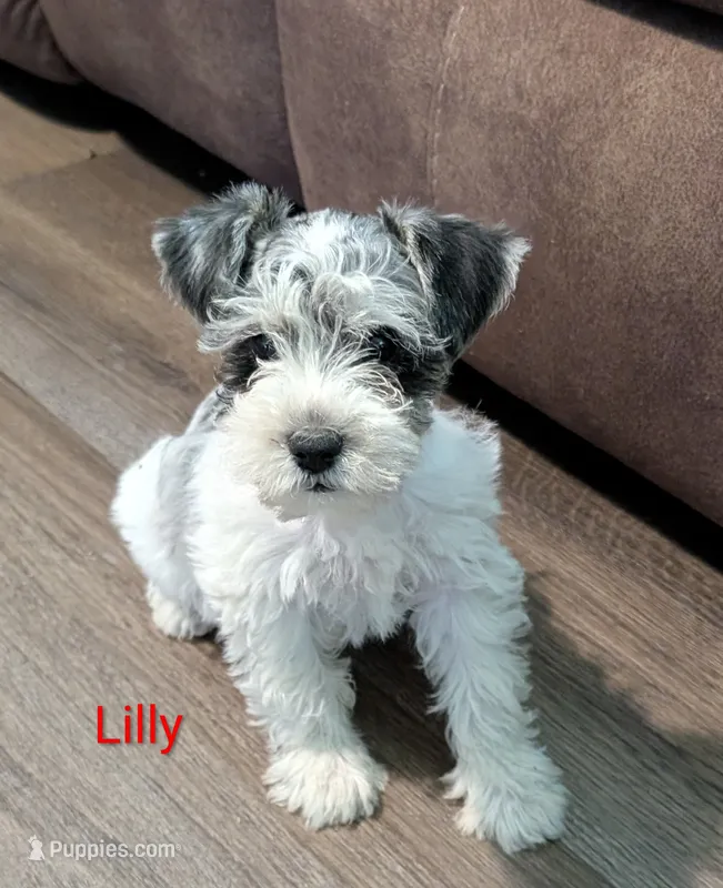 Lilly  – Miniature Schnauzer puppy for sale in West Plains, MO