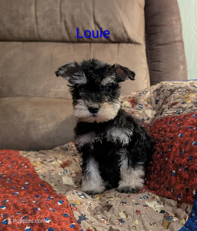 Louie – Miniature Schnauzer puppy for sale in West Plains, MO