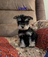 Louie, a male Miniature Schnauzer for sale in West Plains, MO – 1 of 3