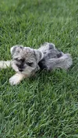Lexi, a female Miniature Schnauzer for sale in West Plains, MO – 5 of 6