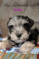 Sybil , a female Miniature Schnauzer for sale in West Plains, MO – 2 of 2