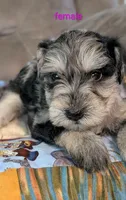 Anna, a female Miniature Schnauzer for sale in West Plains, MO – 3 of 3