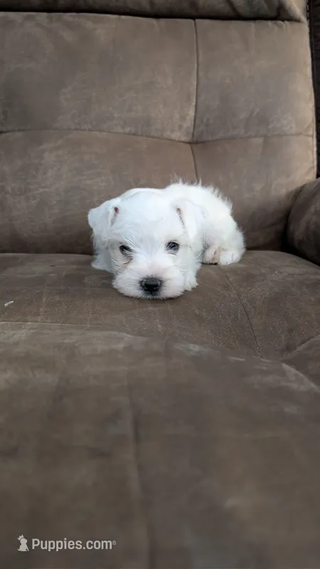 Ivory – Miniature Schnauzer puppy for sale in West Plains, MO