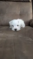 Ivory, a female Miniature Schnauzer for sale in West Plains, MO – 1 of 9