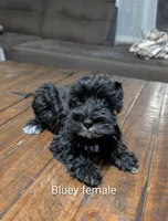 Bluey , a female Miniature Schnauzer for sale in West Plains, MO – Photo 3 of 3
