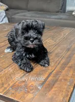 Bluey , a female Miniature Schnauzer for sale in West Plains, MO – Photo 2 of 3