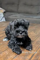 Bluey , a female Miniature Schnauzer for sale in West Plains, MO – Photo 1 of 3