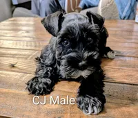 CJ, a male Miniature Schnauzer for sale in West Plains, MO – Photo 1 of 2