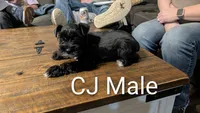 CJ, a male Miniature Schnauzer for sale in West Plains, MO – Photo 2 of 2