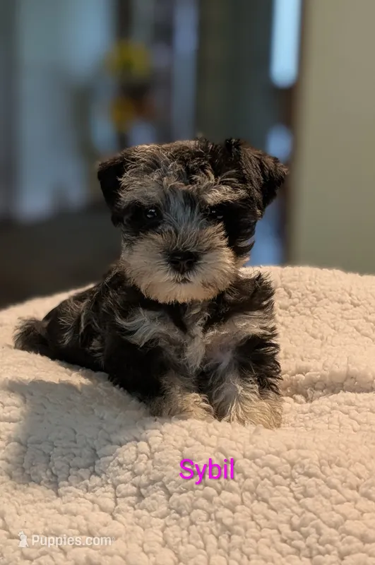 Sybil  – Miniature Schnauzer puppy for sale in West Plains, MO