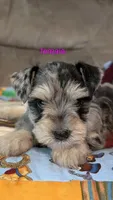 Cinderella , a female Miniature Schnauzer for sale in West Plains, MO – 2 of 3