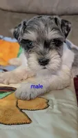 Barlow, a male Miniature Schnauzer for sale in West Plains, MO – 2 of 3