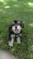 Milly, a female Miniature Schnauzer for sale in West Plains, MO – 2 of 4