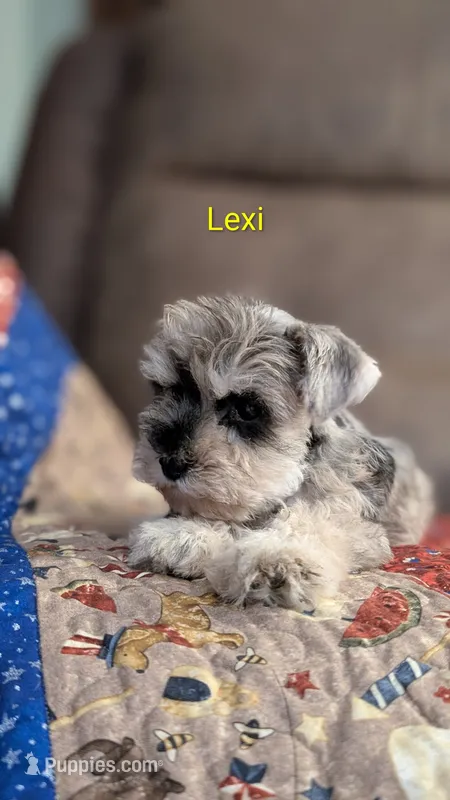 Lexi – Miniature Schnauzer puppy for sale in West Plains, MO