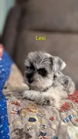 Lexi, a female Miniature Schnauzer for sale in West Plains, MO – 1 of 6