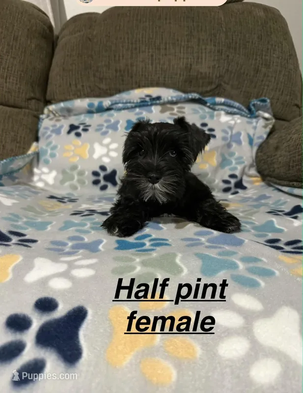 Half Pint, a female Miniature Schnauzer for sale in West Plains, MO – Photo 1 of 4