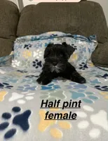 Half Pint, a female Miniature Schnauzer for sale in West Plains, MO – Photo 1 of 4