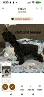 Half Pint, a female Miniature Schnauzer for sale in West Plains, MO – Photo 3 of 4