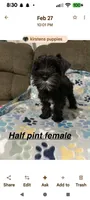 Half Pint, a female Miniature Schnauzer for sale in West Plains, MO – Photo 2 of 4