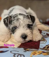 Lilly , a female Miniature Schnauzer for sale in West Plains, MO – 2 of 3