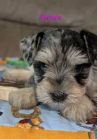 Cinderella , a female Miniature Schnauzer for sale in West Plains, MO – 1 of 3