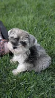 Lexi, a female Miniature Schnauzer for sale in West Plains, MO – 6 of 6