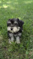 Milly, a female Miniature Schnauzer for sale in West Plains, MO – 3 of 4