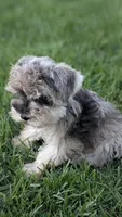 Lexi, a female Miniature Schnauzer for sale in West Plains, MO – 4 of 6