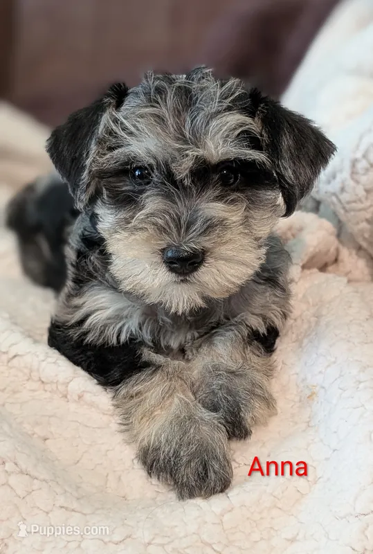 Anna – Miniature Schnauzer puppy for sale in West Plains, MO