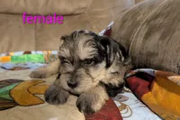 Dahlia , a female Miniature Schnauzer for sale in West Plains, MO – 1 of 3