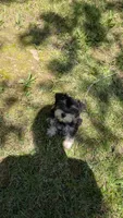 Milly, a female Miniature Schnauzer for sale in West Plains, MO – 4 of 4