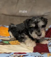 Baxter, a male Miniature Schnauzer for sale in West Plains, MO – 3 of 3