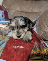 Dahlia , a female Miniature Schnauzer for sale in West Plains, MO – 3 of 3