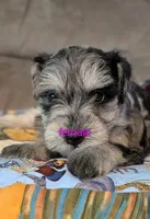 Anna, a female Miniature Schnauzer for sale in West Plains, MO – 1 of 3
