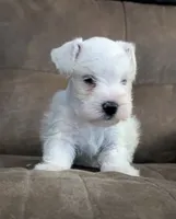 Ivory, a female Miniature Schnauzer for sale in West Plains, MO – 6 of 9