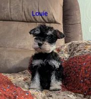 Louie, a male Miniature Schnauzer for sale in West Plains, MO – 2 of 3