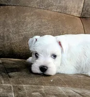Ivory, a female Miniature Schnauzer for sale in West Plains, MO – 7 of 9