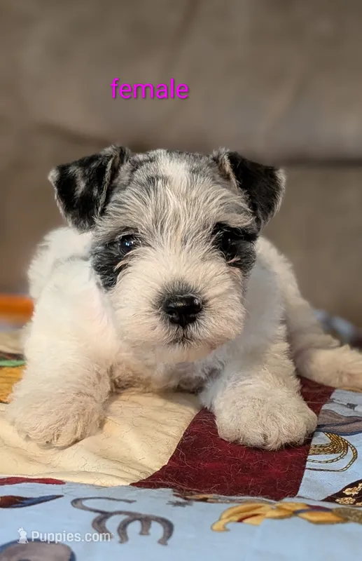 Lilly  – Miniature Schnauzer puppy for sale in West Plains, MO