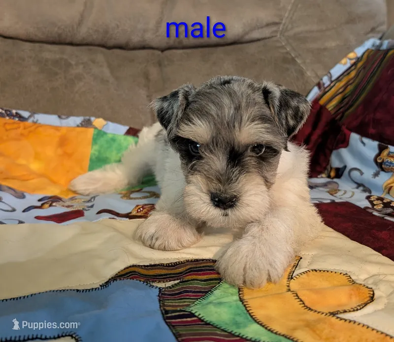 Barlow – Miniature Schnauzer puppy for sale in West Plains, MO