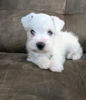 Ivory, a female Miniature Schnauzer for sale in West Plains, MO – 3 of 9