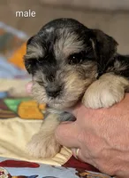 Baxter, a male Miniature Schnauzer for sale in West Plains, MO – 2 of 3