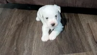 Ivory, a female Miniature Schnauzer for sale in West Plains, MO – 9 of 9