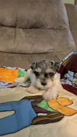 Barlow, a male Miniature Schnauzer for sale in West Plains, MO – 3 of 3