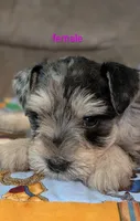 Cinderella , a female Miniature Schnauzer for sale in West Plains, MO – 3 of 3