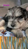 Anna, a female Miniature Schnauzer for sale in West Plains, MO – 2 of 3
