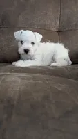Ivory, a female Miniature Schnauzer for sale in West Plains, MO – 2 of 9