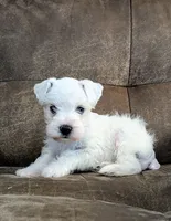 Ivory, a female Miniature Schnauzer for sale in West Plains, MO – 8 of 9